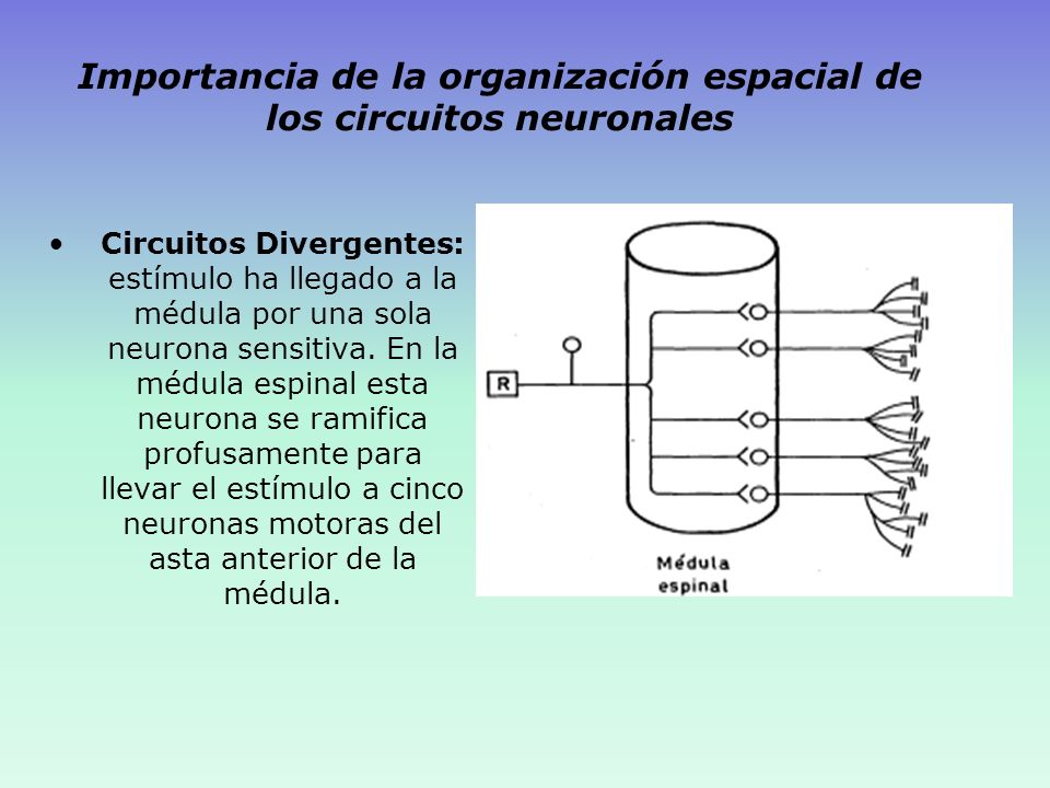 Importancia de la organización espacial de los circuitos neuronales