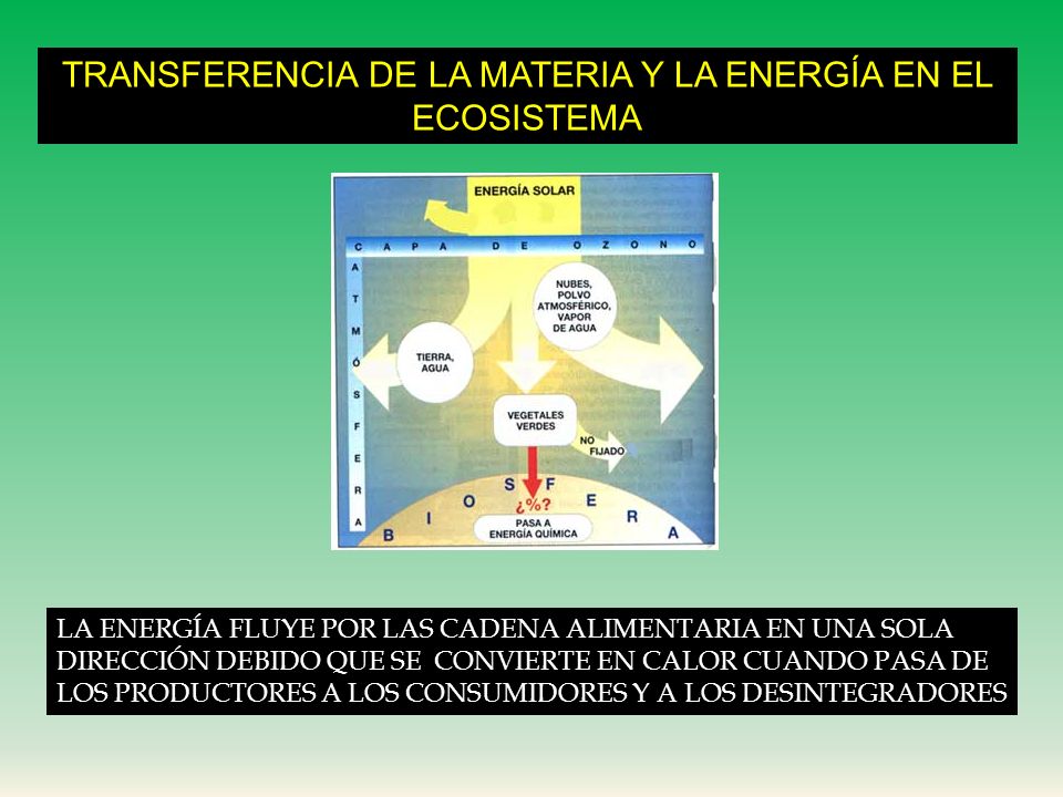 TRANSFERENCIA DE LA MATERIA Y LA ENERGÍA EN EL ECOSISTEMA