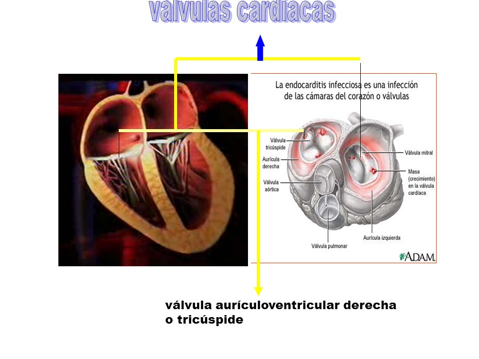 válvulas cardiacas válvula aurículoventricular derecha o tricúspide
