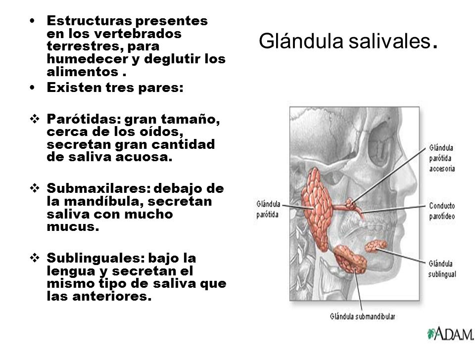Estructuras presentes en los vertebrados terrestres, para humedecer y deglutir los alimentos .
