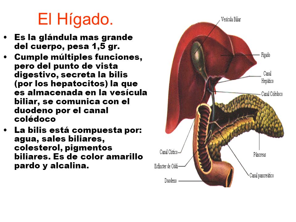 El Hígado. Es la glándula mas grande del cuerpo, pesa 1,5 gr.
