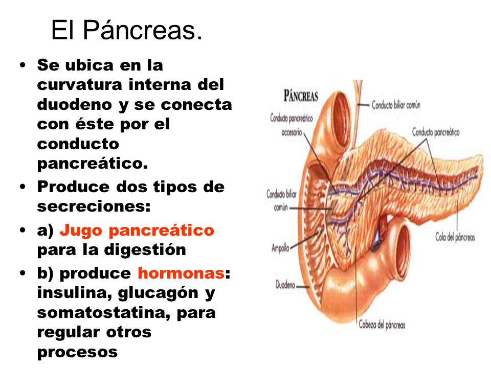 El Páncreas. Se ubica en la curvatura interna del duodeno y se conecta con éste por el conducto pancreático.