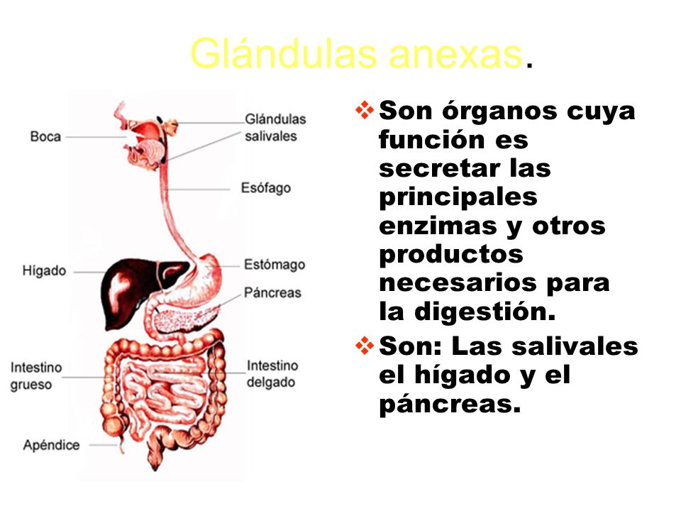 Glándulas anexas. Son órganos cuya función es secretar las principales enzimas y otros productos necesarios para la digestión.