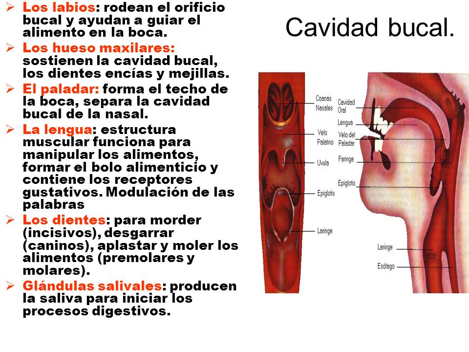 Los labios: rodean el orificio bucal y ayudan a guiar el alimento en la boca.