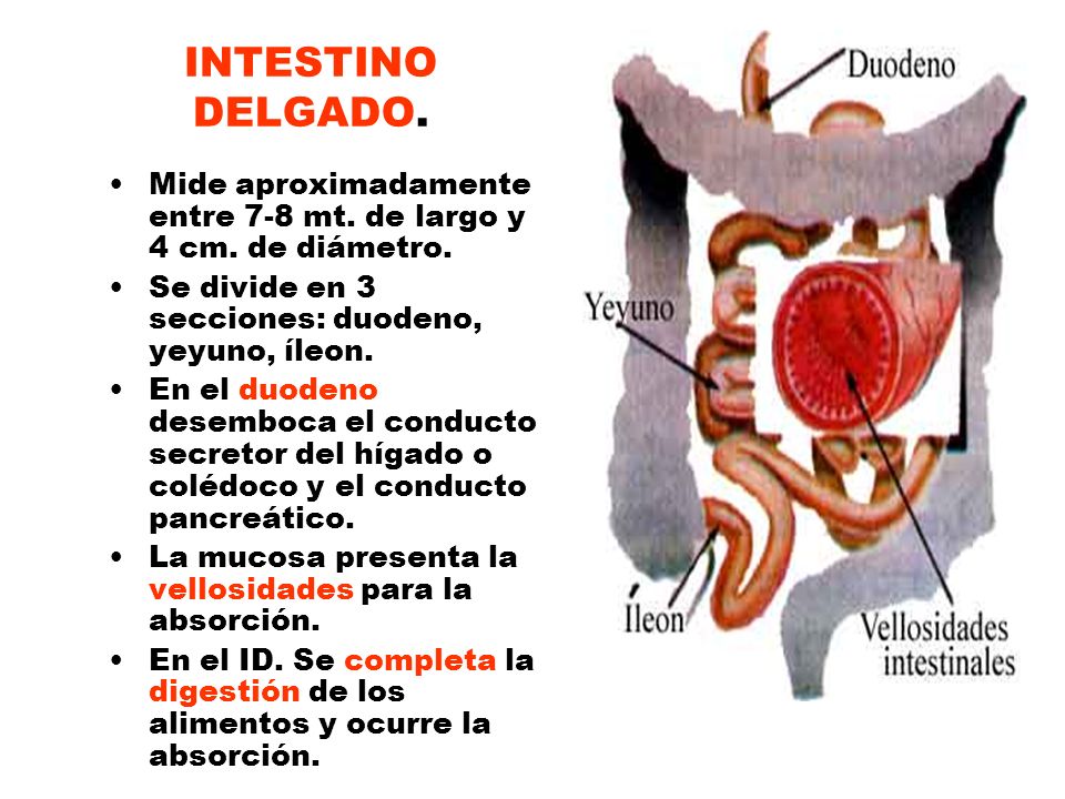 INTESTINO DELGADO. Mide aproximadamente entre 7-8 mt. de largo y 4 cm. de diámetro. Se divide en 3 secciones: duodeno, yeyuno, íleon.