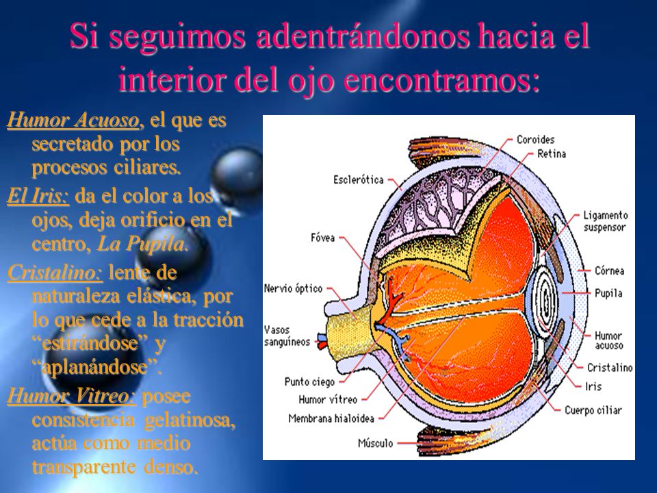 Si seguimos adentrándonos hacia el interior del ojo encontramos: