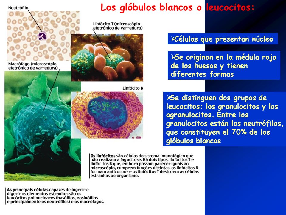 Los glóbulos blancos o leucocitos: