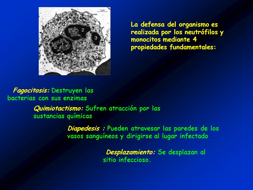 La defensa del organismo es realizada por los neutrófilos y monocitos mediante 4 propiedades fundamentales: