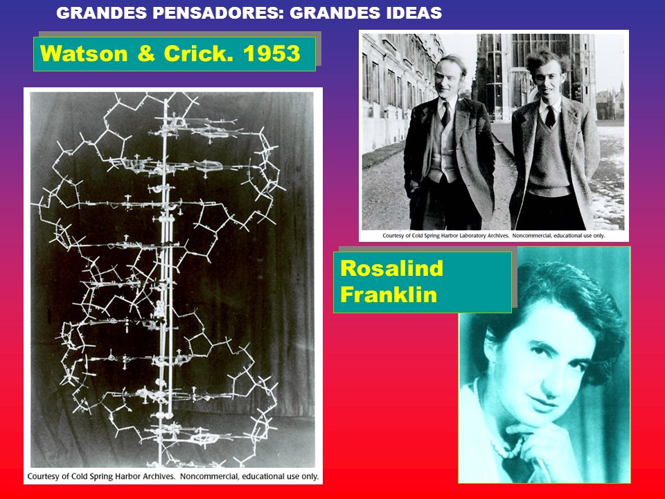 Watson & Crick Rosalind Franklin