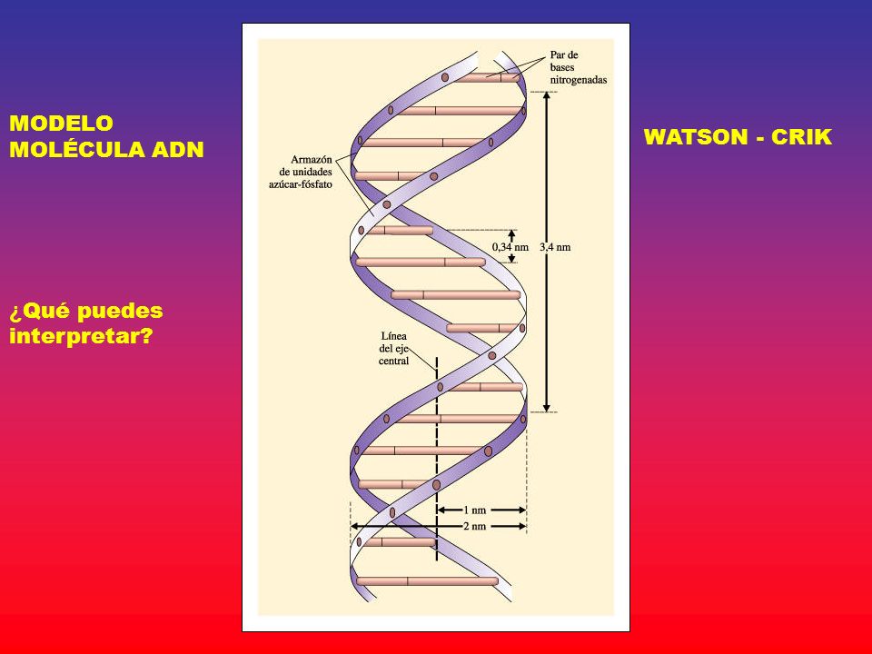MODELO MOLÉCULA ADN WATSON - CRIK ¿Qué puedes interpretar