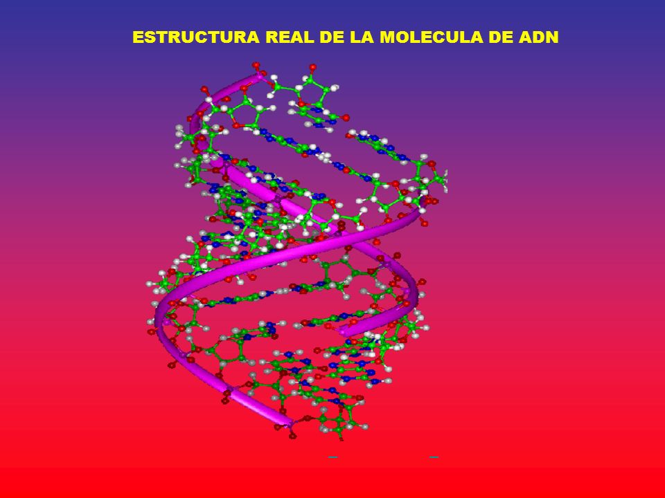 ESTRUCTURA REAL DE LA MOLECULA DE ADN