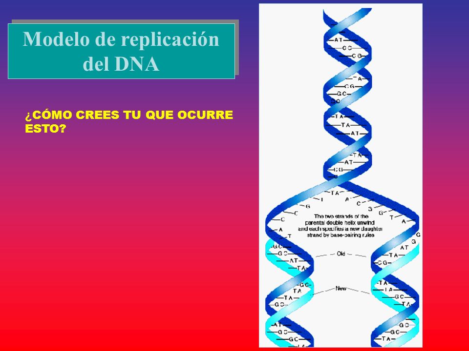 Modelo de replicación del DNA