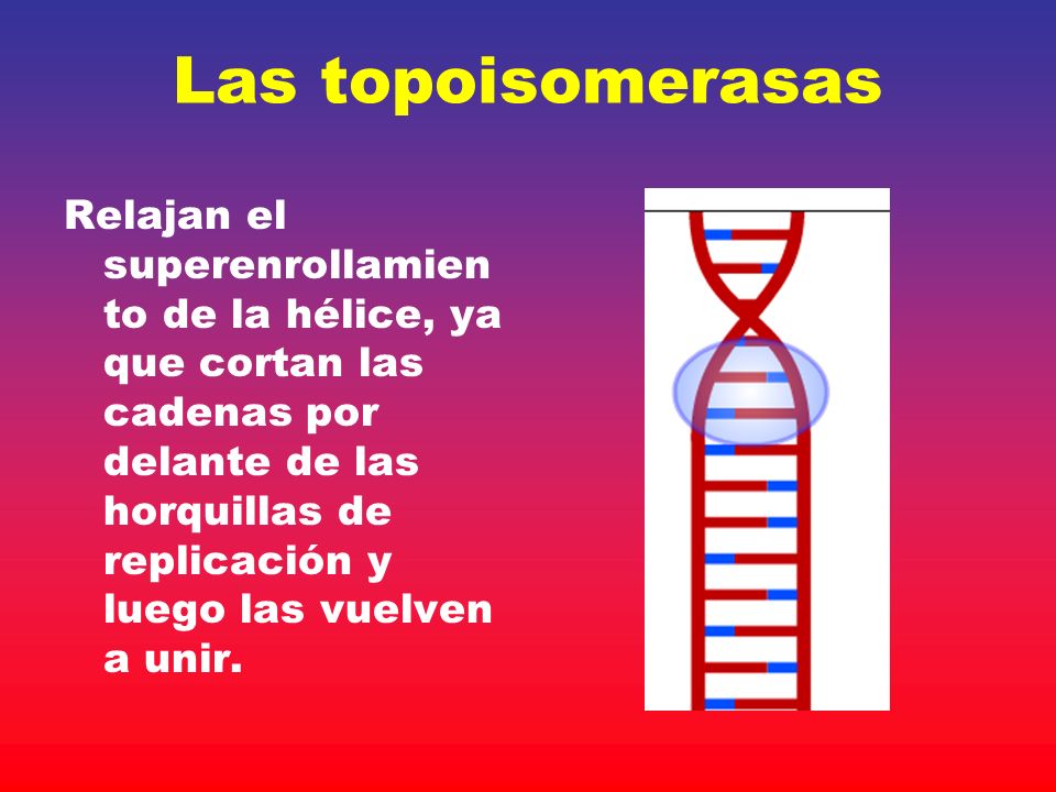 Las topoisomerasas