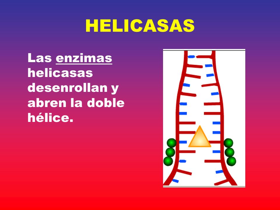 HELICASAS Las enzimas helicasas desenrollan y abren la doble hélice.