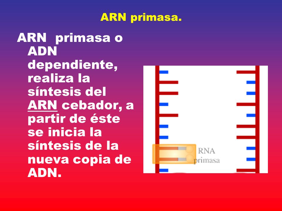 ARN primasa.