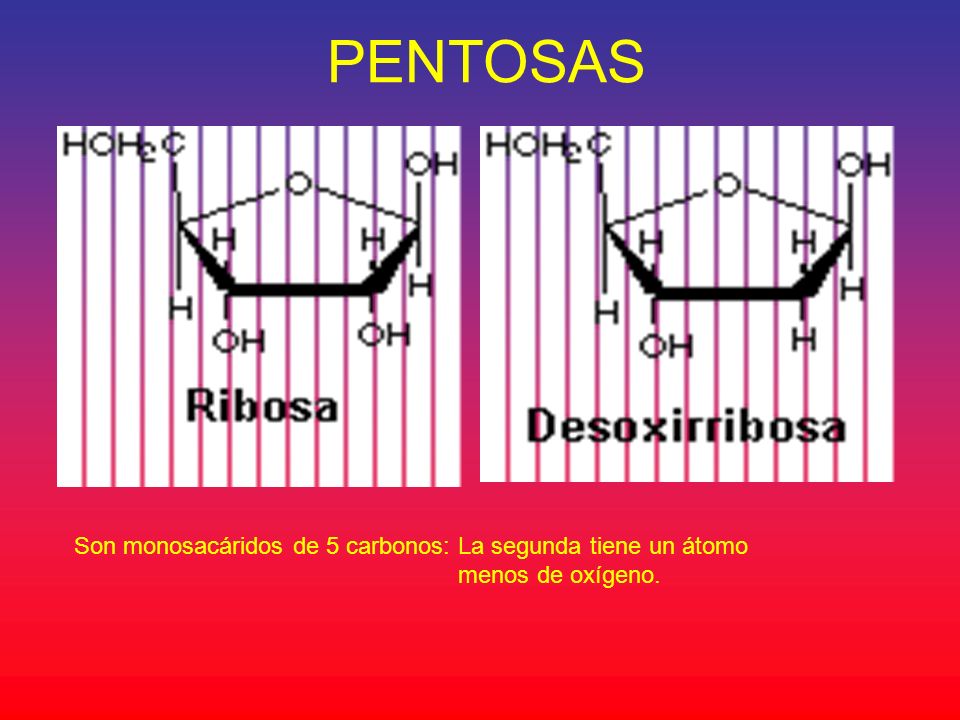 PENTOSAS Son monosacáridos de 5 carbonos: La segunda tiene un átomo menos de oxígeno.