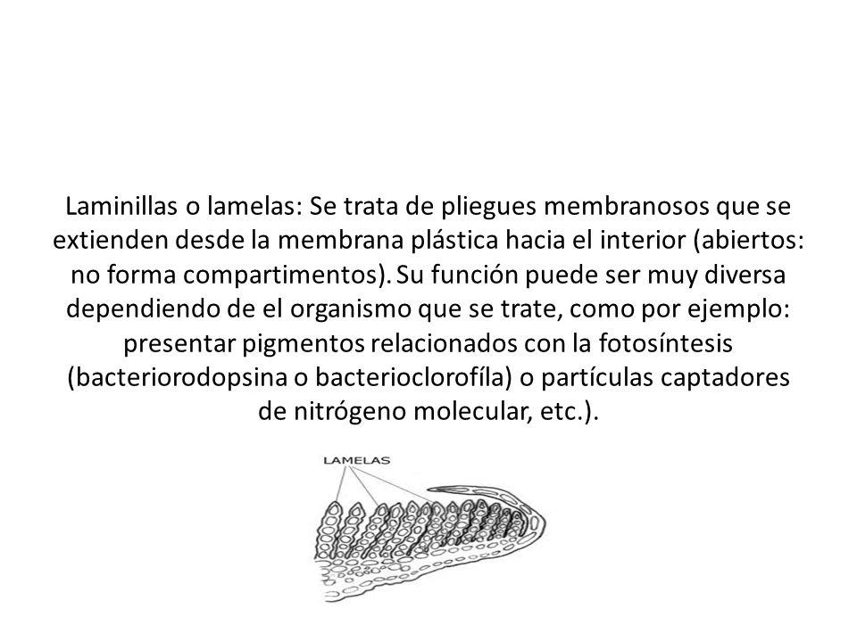 Laminillas o lamelas: Se trata de pliegues membranosos que se extienden desde la membrana plástica hacia el interior (abiertos: no forma compartimentos).