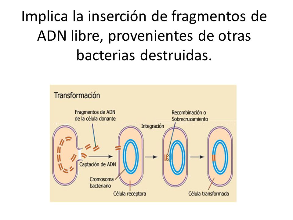Implica la inserción de fragmentos de ADN libre, provenientes de otras bacterias destruidas.