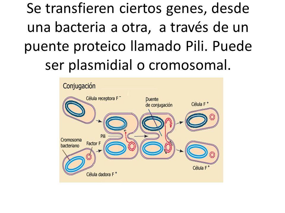 Se transfieren ciertos genes, desde una bacteria a otra, a través de un puente proteico llamado Pili.