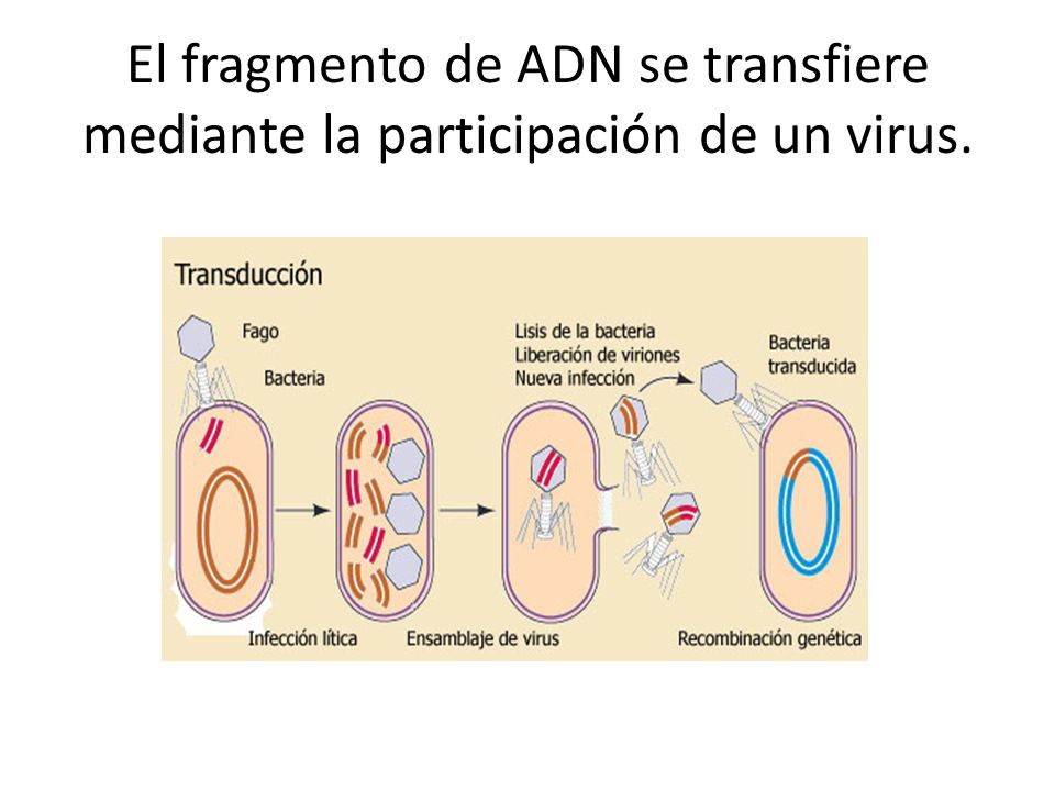 El fragmento de ADN se transfiere mediante la participación de un virus.