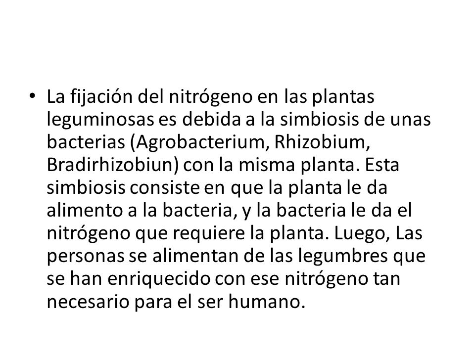 La fijación del nitrógeno en las plantas leguminosas es debida a la simbiosis de unas bacterias (Agrobacterium, Rhizobium, Bradirhizobiun) con la misma planta.