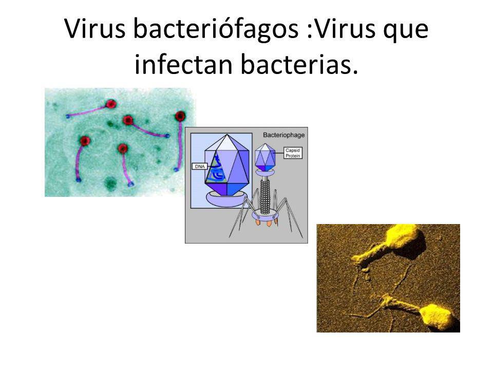 Virus bacteriófagos :Virus que infectan bacterias.
