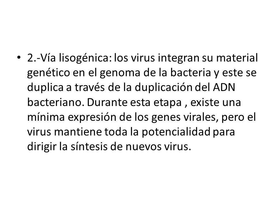 2.-Vía lisogénica: los virus integran su material genético en el genoma de la bacteria y este se duplica a través de la duplicación del ADN bacteriano.