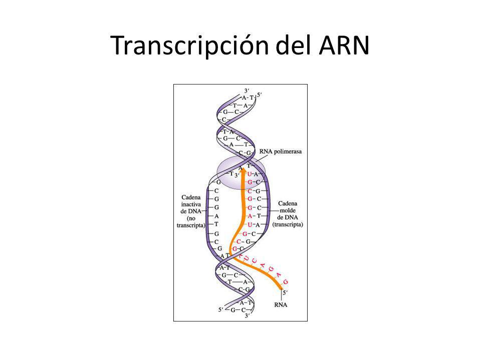 Transcripción del ARN