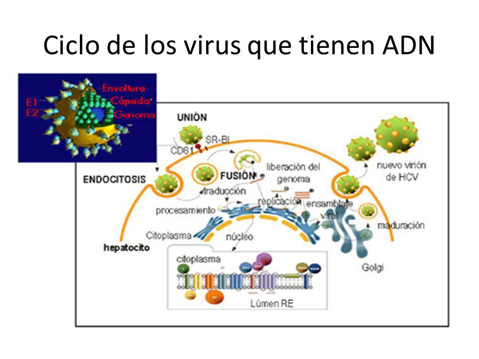Ciclo de los virus que tienen ADN