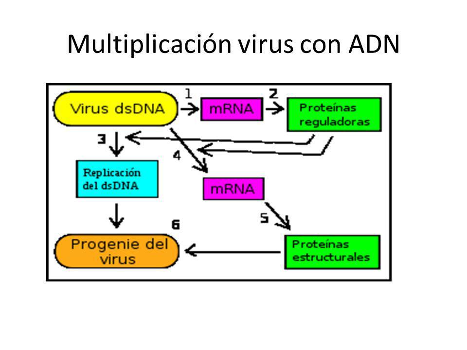 Multiplicación virus con ADN