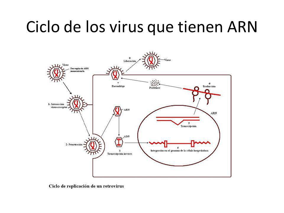 Ciclo de los virus que tienen ARN