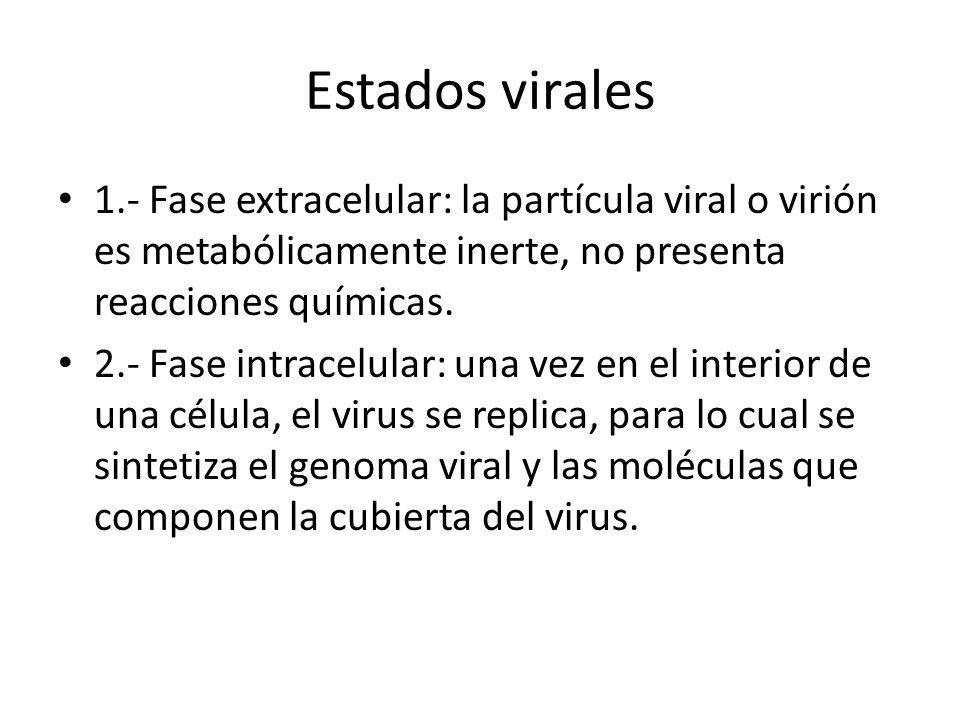 Estados virales 1.- Fase extracelular: la partícula viral o virión es metabólicamente inerte, no presenta reacciones químicas.