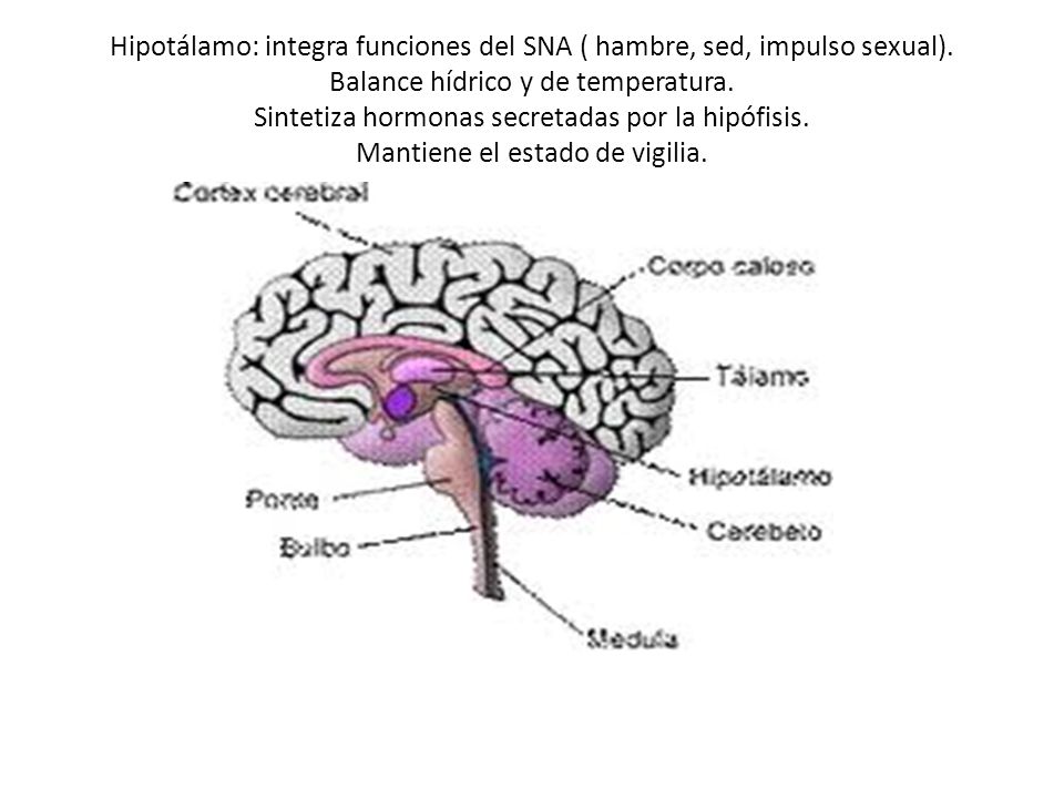 Hipotálamo: integra funciones del SNA ( hambre, sed, impulso sexual)