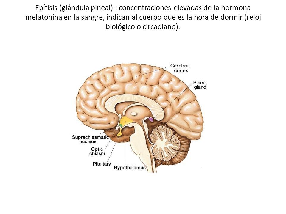 Epífisis (glándula pineal) : concentraciones elevadas de la hormona melatonina en la sangre, indican al cuerpo que es la hora de dormir (reloj biológico o circadiano).