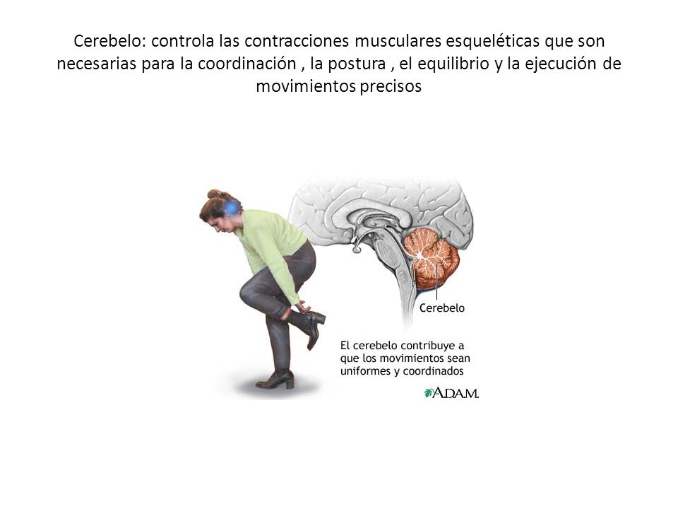 Cerebelo: controla las contracciones musculares esqueléticas que son necesarias para la coordinación , la postura , el equilibrio y la ejecución de movimientos precisos