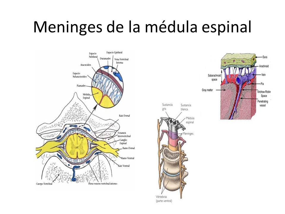 Meninges de la médula espinal