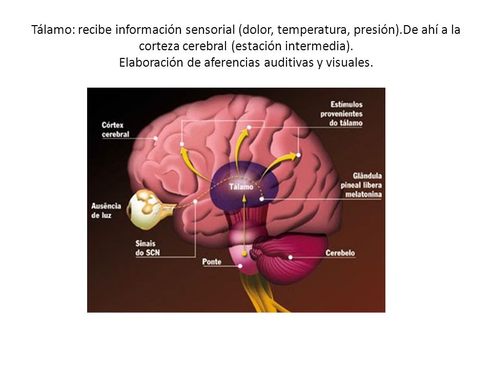 Tálamo: recibe información sensorial (dolor, temperatura, presión)