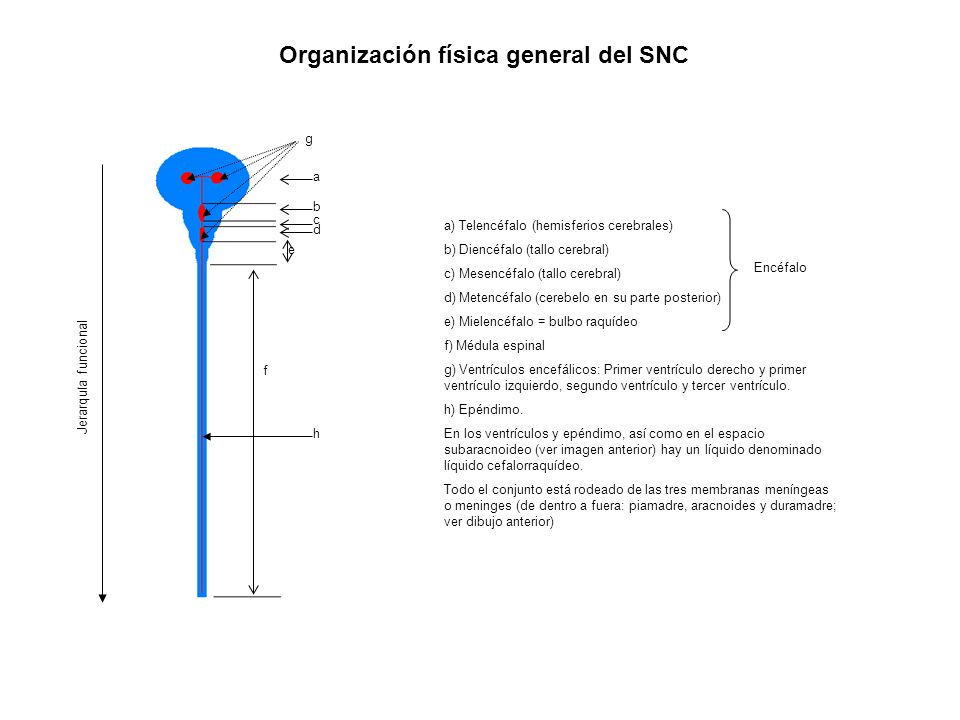 Organización física general del SNC
