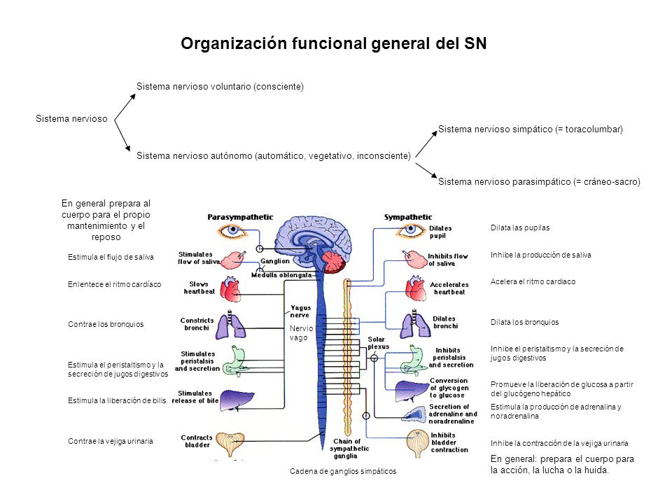 Organización funcional general del SN