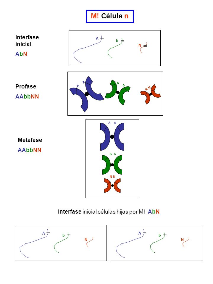 M! Célula n Interfase inicial AbN Profase AAbbNN Metafase AAbbNN