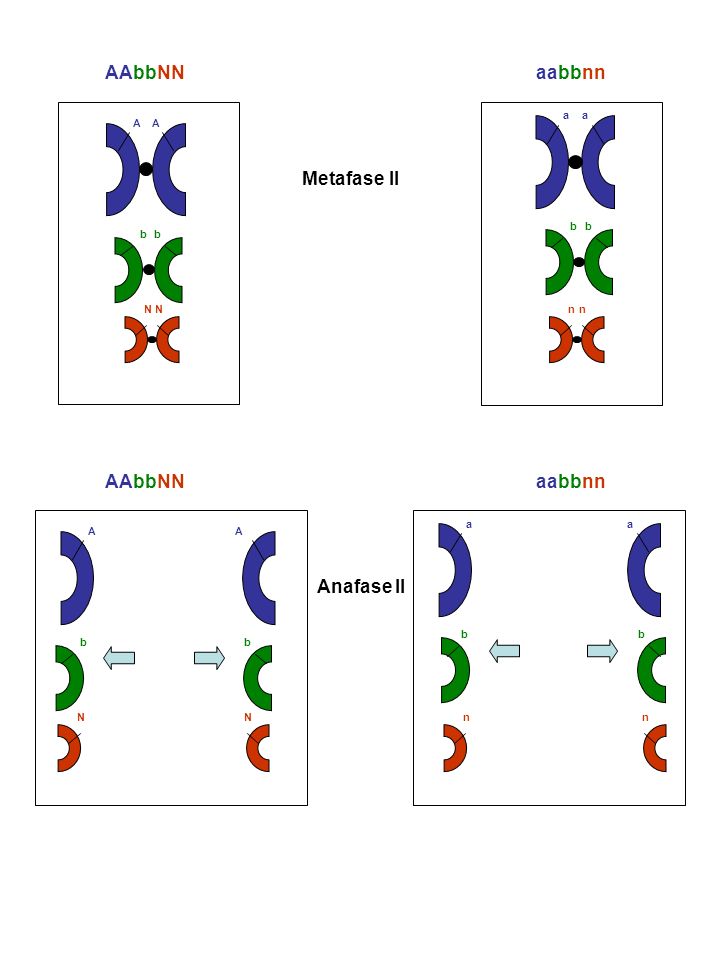 AAbbNN aabbnn Metafase II AAbbNN aabbnn Anafase II a a A A b b b b N N