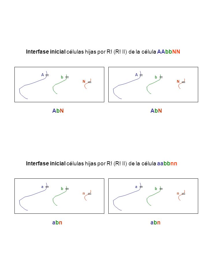 Interfase inicial células hijas por R! (R! II) de la célula AAbbNN