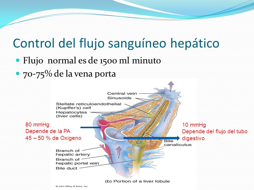 Control del flujo sanguíneo hepático