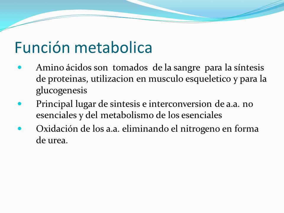 Función metabolica Amino ácidos son tomados de la sangre para la síntesis de proteinas, utilizacion en musculo esqueletico y para la glucogenesis.