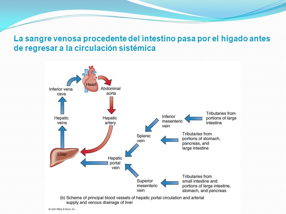 La sangre venosa procedente del intestino pasa por el hígado antes de regresar a la circulación sistémica