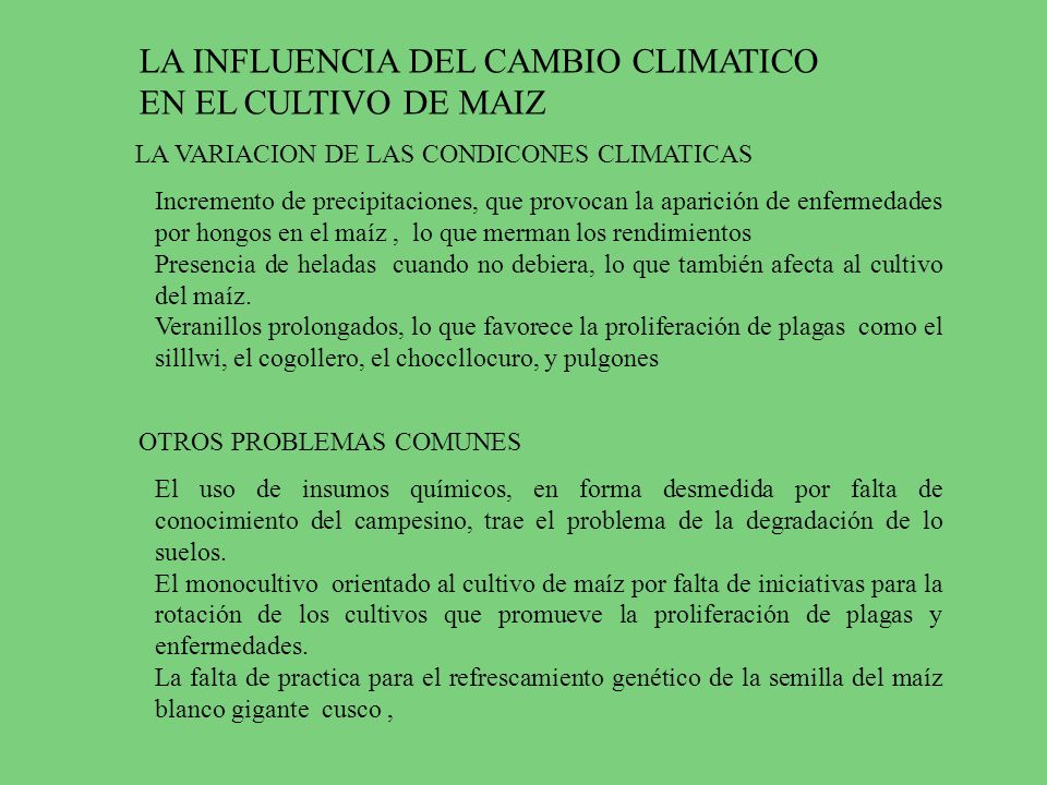 LA INFLUENCIA DEL CAMBIO CLIMATICO EN EL CULTIVO DE MAIZ
