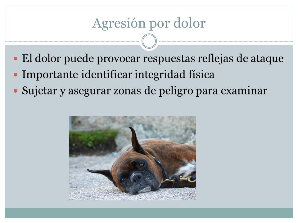 Agresión por dolor El dolor puede provocar respuestas reflejas de ataque. Importante identificar integridad física.