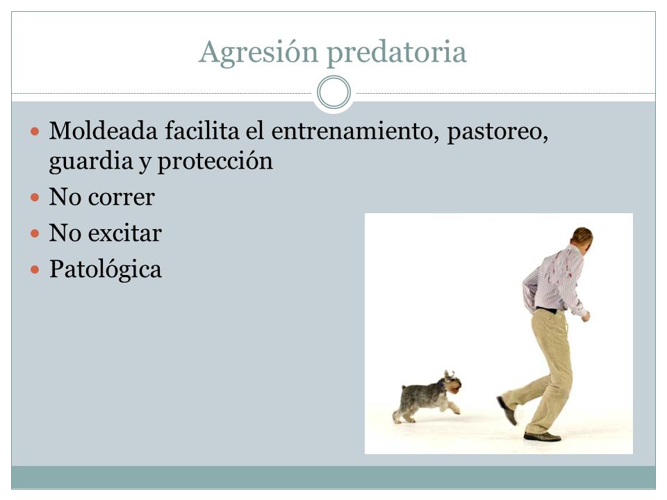 Agresión predatoria Moldeada facilita el entrenamiento, pastoreo, guardia y protección. No correr.