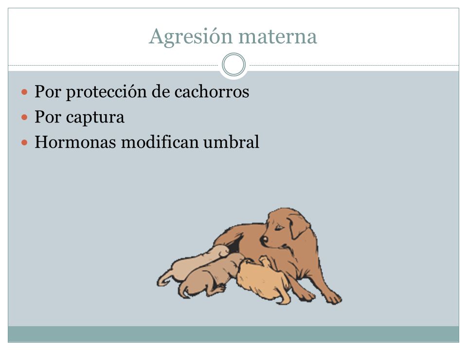 Agresión materna Por protección de cachorros Por captura