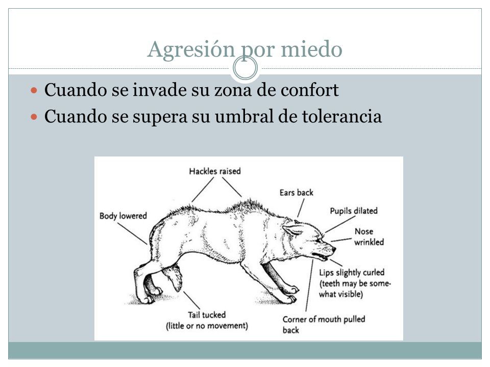 Agresión por miedo Cuando se invade su zona de confort